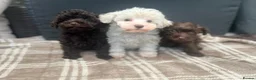 Schnoodle dogs for sale: Tiny Schnoodle Puppies 💙+ 🩷 - Advert 10