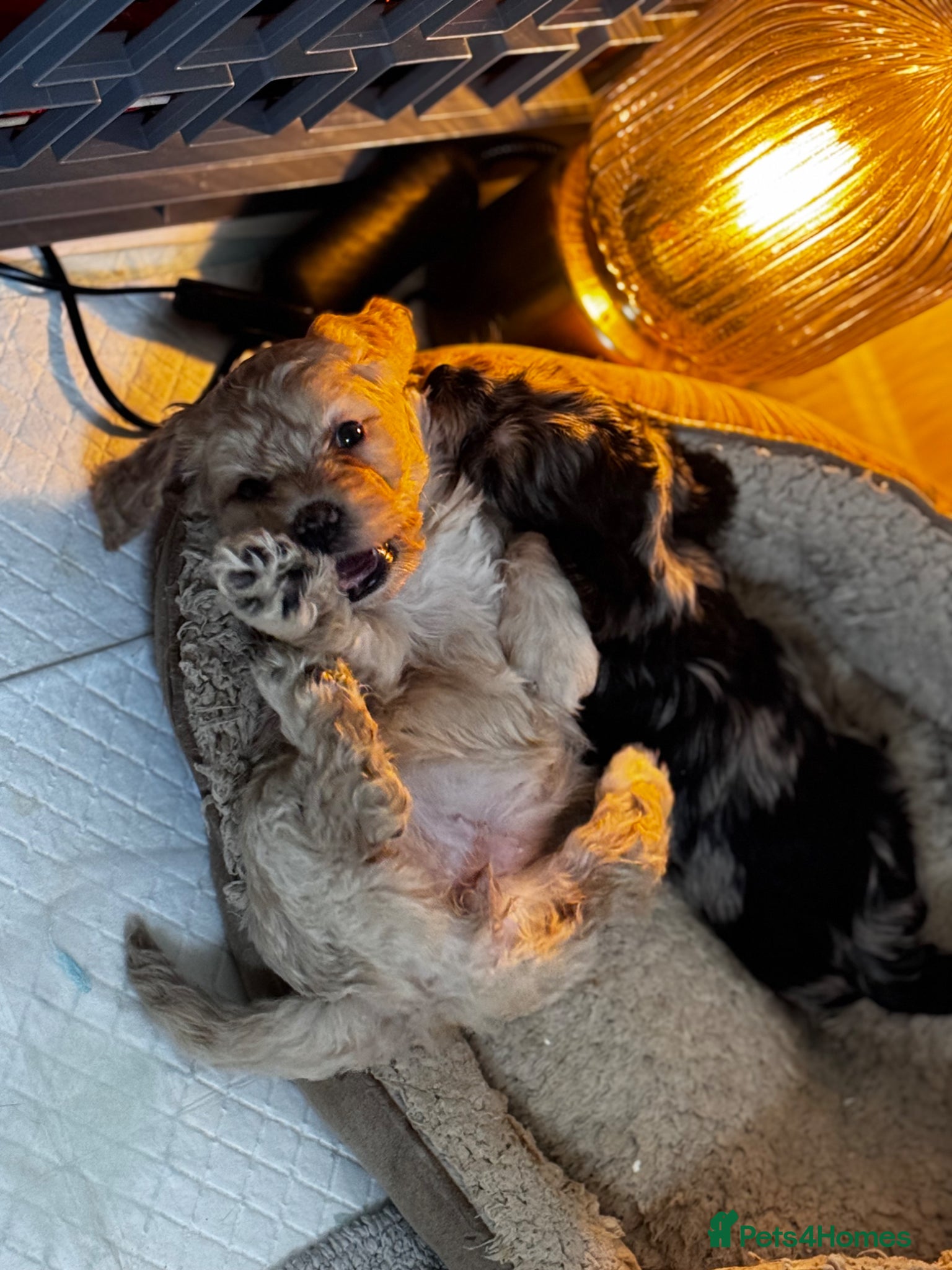 Mixed Breed dogs 2 female puppies left!  - Advert 6