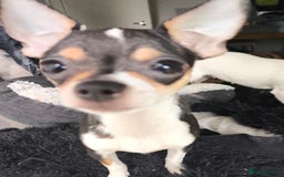 Chihuahua dogs for sale: Gorgeous tiny chibuahuas - Image 10