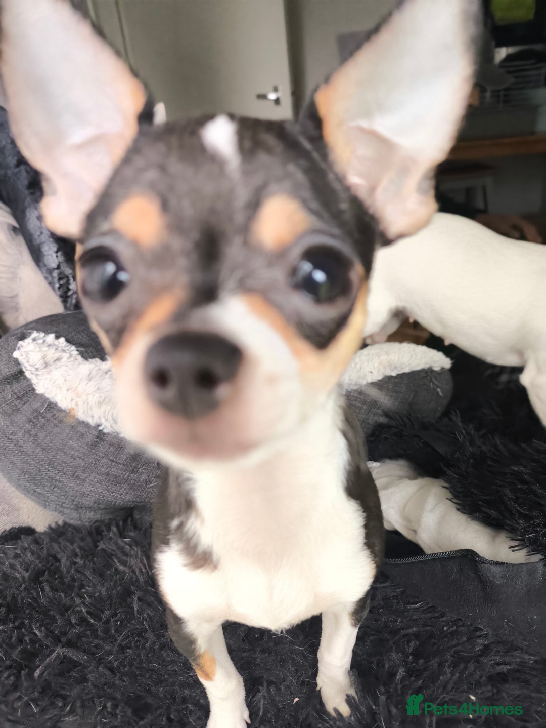 Chihuahua dogs for sale: Gorgeous tiny chibuahuas - Image 10
