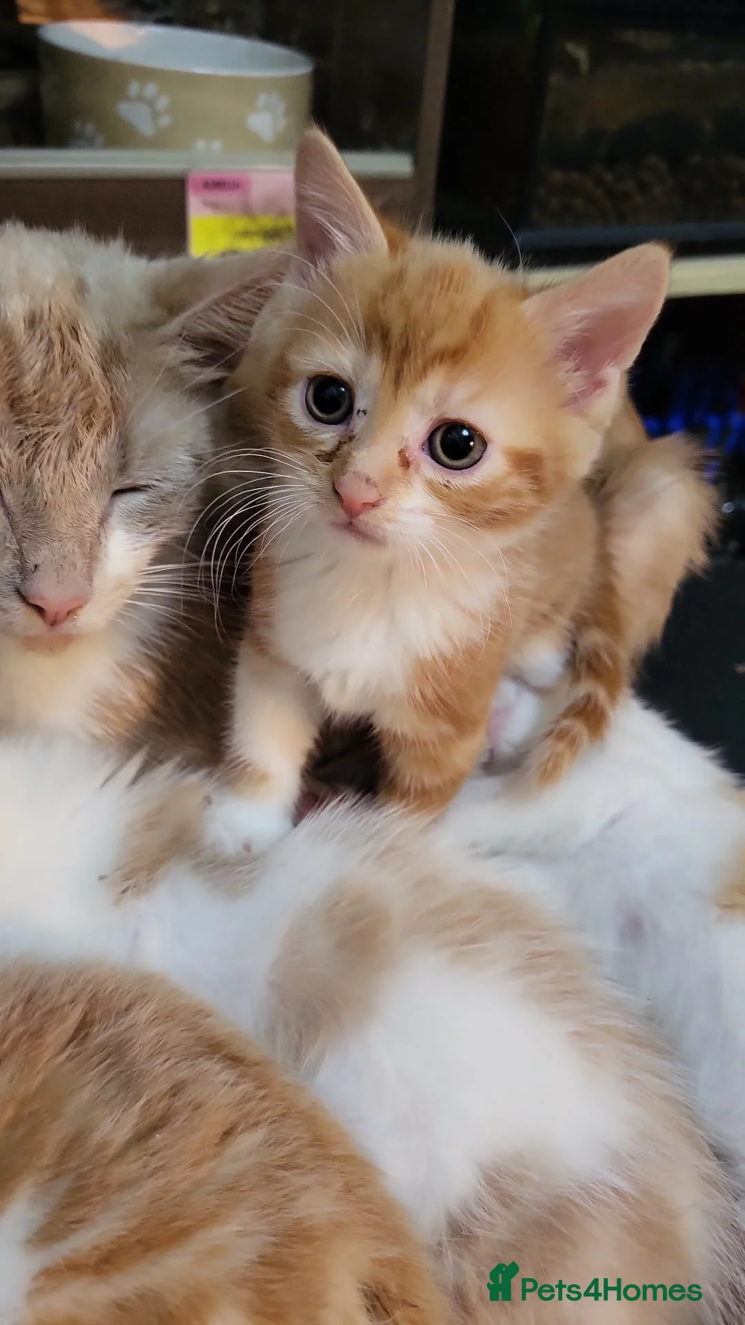 Mixed Breed cats for sale: Kittens for sale - Advert 1