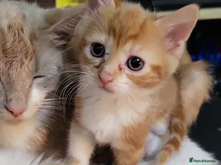 Mixed Breed cats Kittens for sale - Advert 3