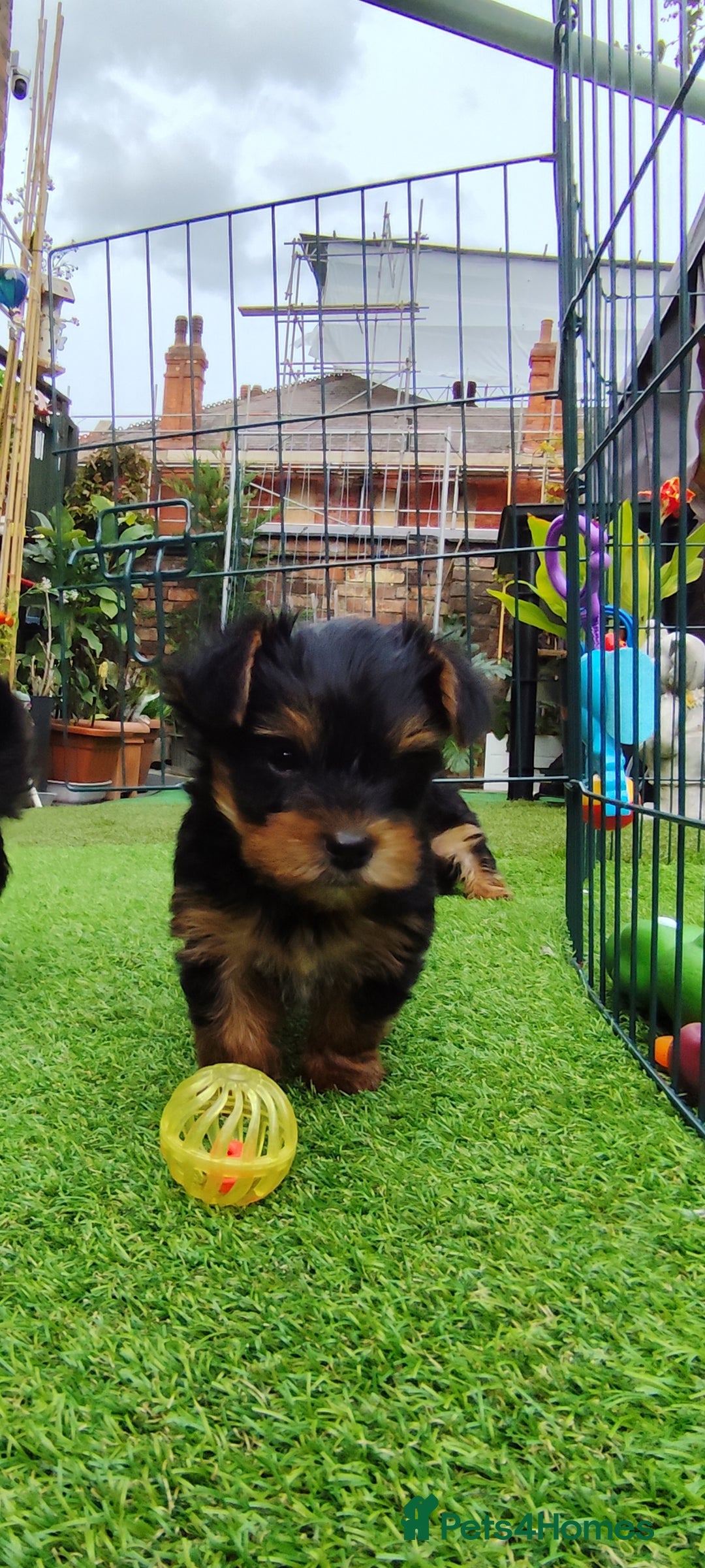 Yorkshire Terrier dogs for sale: Beautiful Mini Yorkshire Terrier puppies - Image 19