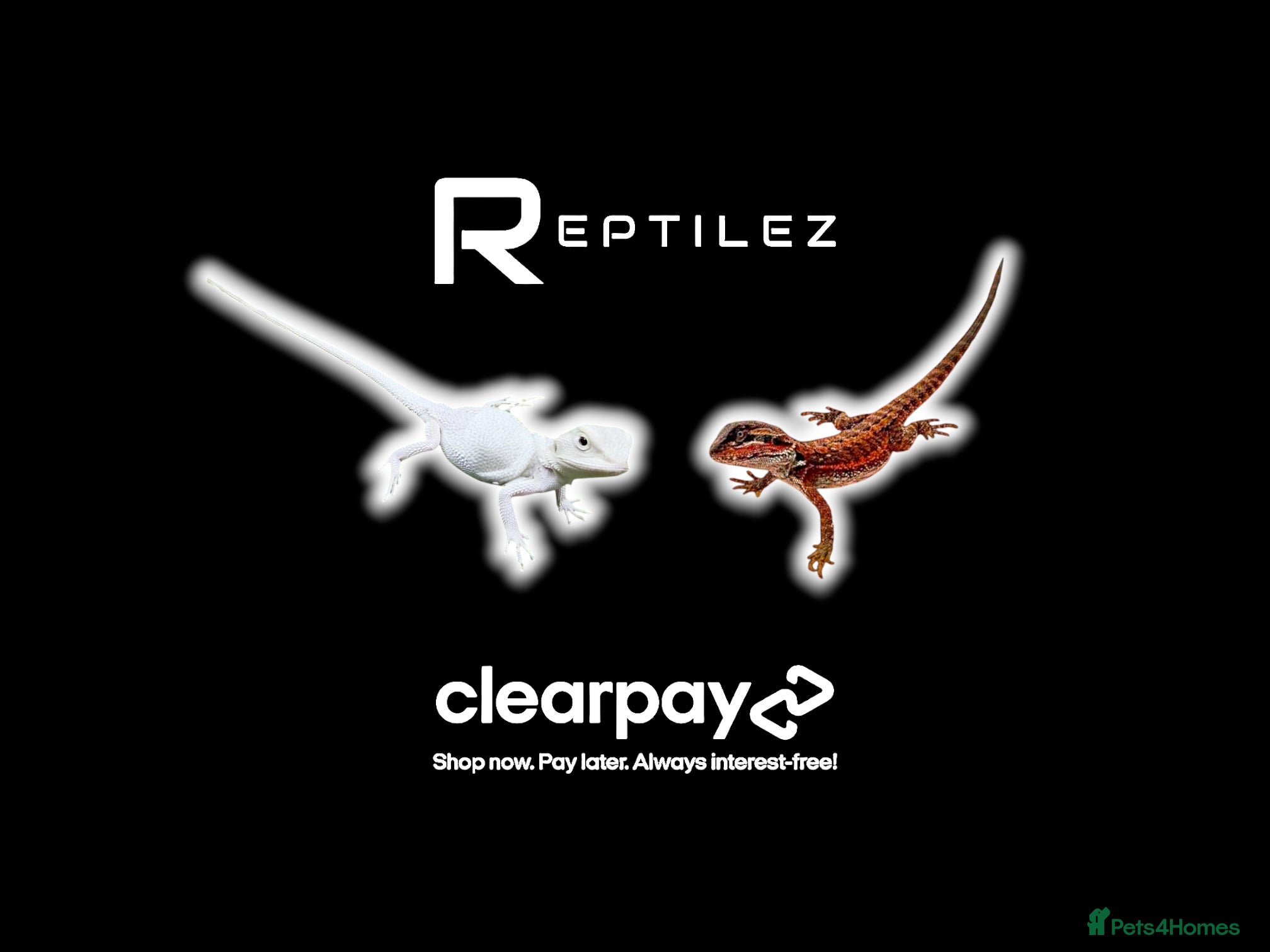 Bearded Dragon reptiles BEARDED DRAGONS - Advert 1