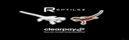 Bearded Dragon reptiles for sale: BEARDED DRAGONS - Advert 1