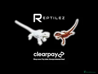 Bearded Dragon reptiles for sale: BEARDED DRAGONS - Advert 2