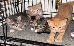 American Shorthair cats for sale: 4 stunning bsh x American short kittens avail - Image 3