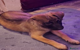 Belgian Shepherd Dog dogs for sale: Belgian malinois puppies  - Image 13