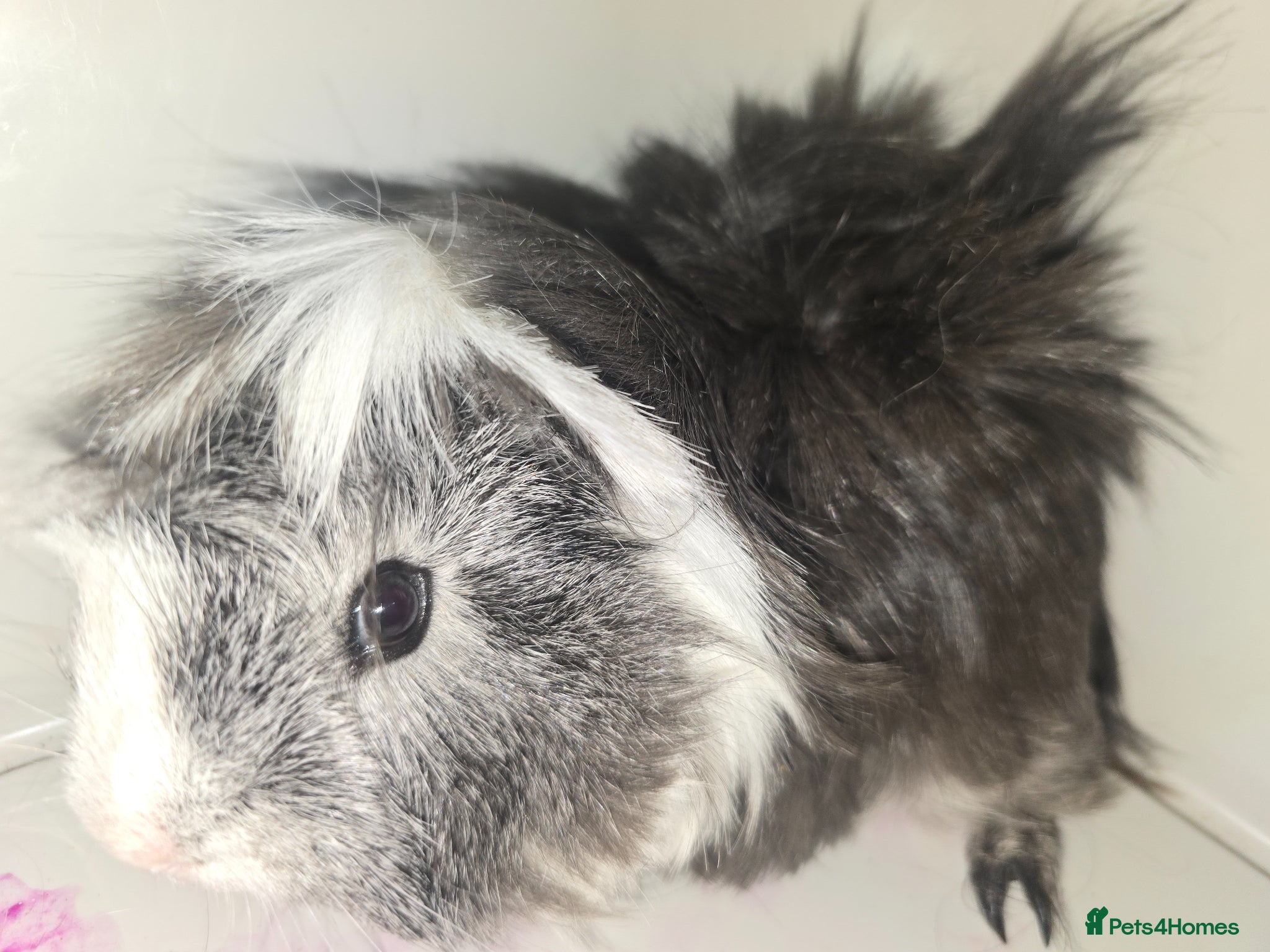 Guinea Pig rodents Pair of male brother guinea pigs  - Advert 1