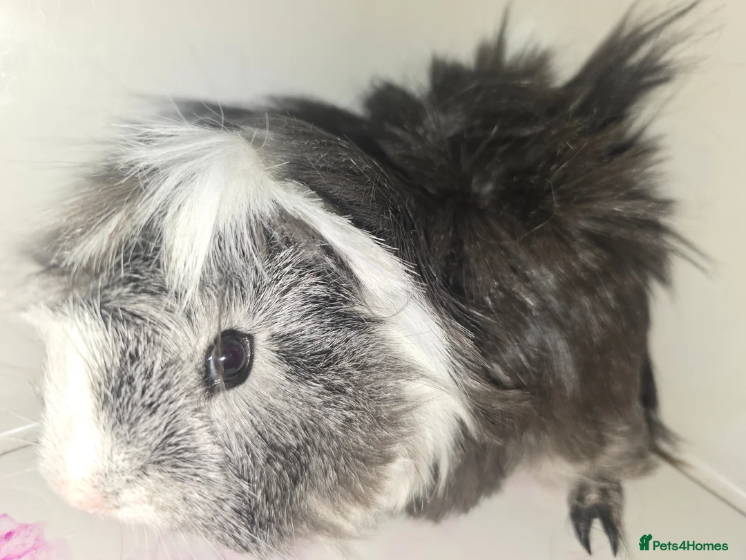 Guinea Pig rodents for sale: Pair of male brother guinea pigs  in Hereford - Advert 1