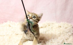 Bengal cats for sale: 🔥Stunning Bengal Kittens Available🔥 - Image 7