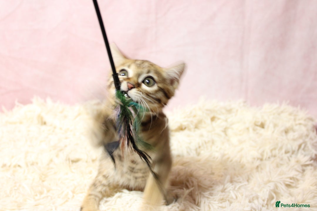 Bengal cats for sale: 🔥Stunning Bengal Kittens Available🔥 - Image 7