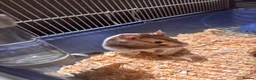 Hamster rodents for sale: Female hamster  in Redditch - Advert 4
