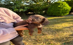 Cocker Spaniel dogs for sale: Working cocker spaniels  - Image 20