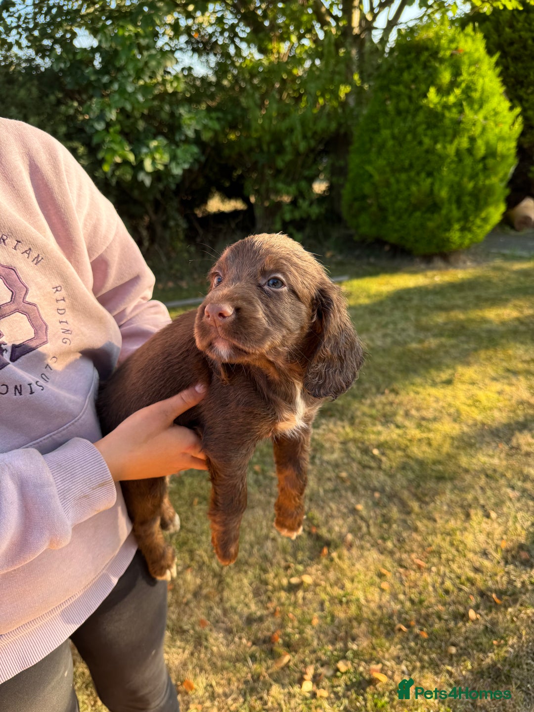 Cocker Spaniel dogs for sale: Working cocker spaniels  - Image 20