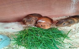 Guinea Pig rodents for sale: Beautiful male Guinea pigs - Image 4