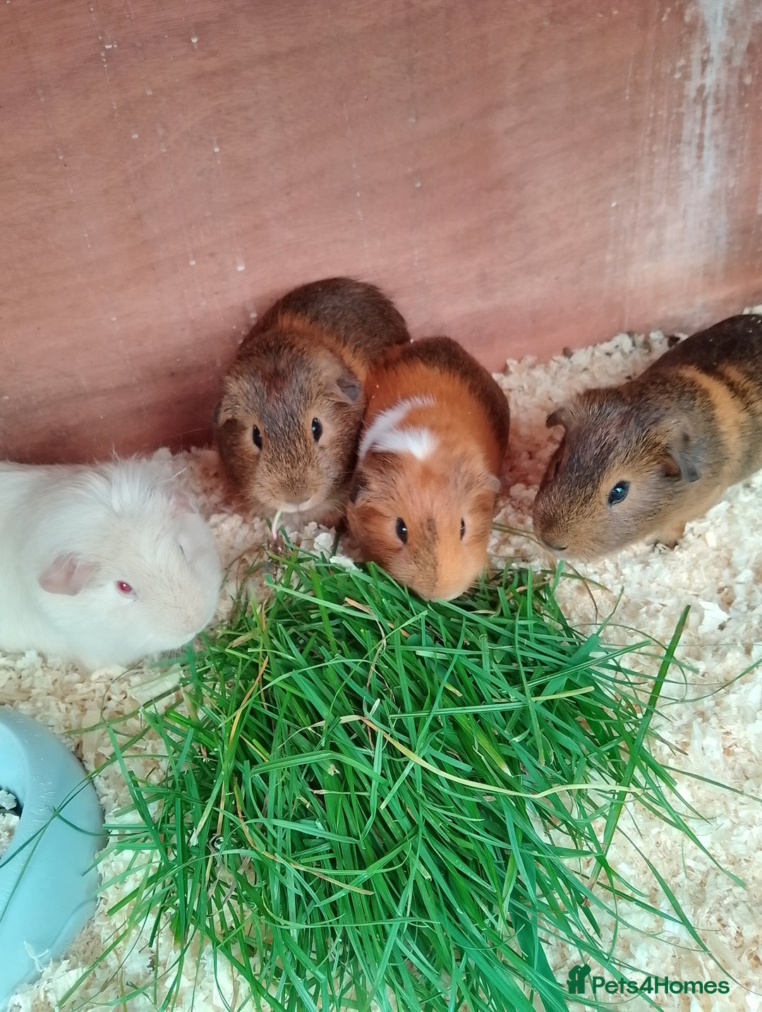 Guinea Pig rodents for sale: Beautiful male Guinea pigs - Image 4
