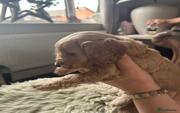 Cockapoo dogs for sale: ⭐️F1B cockapoo puppies⭐️ - Image 14