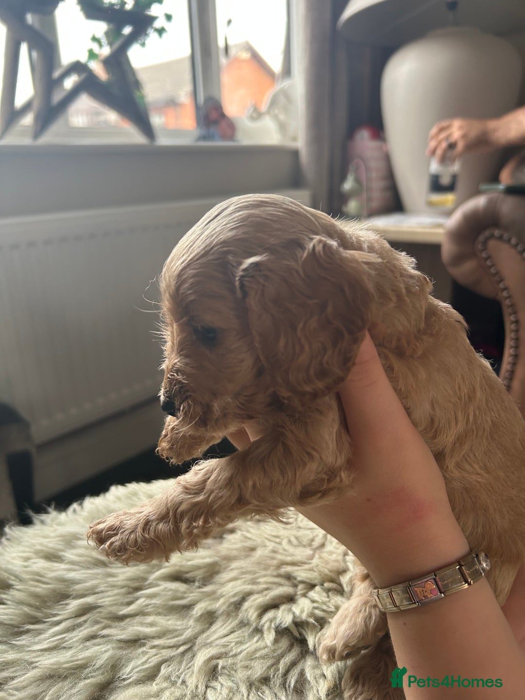 Cockapoo dogs for sale: ⭐️F1B cockapoo puppies⭐️ - Image 14