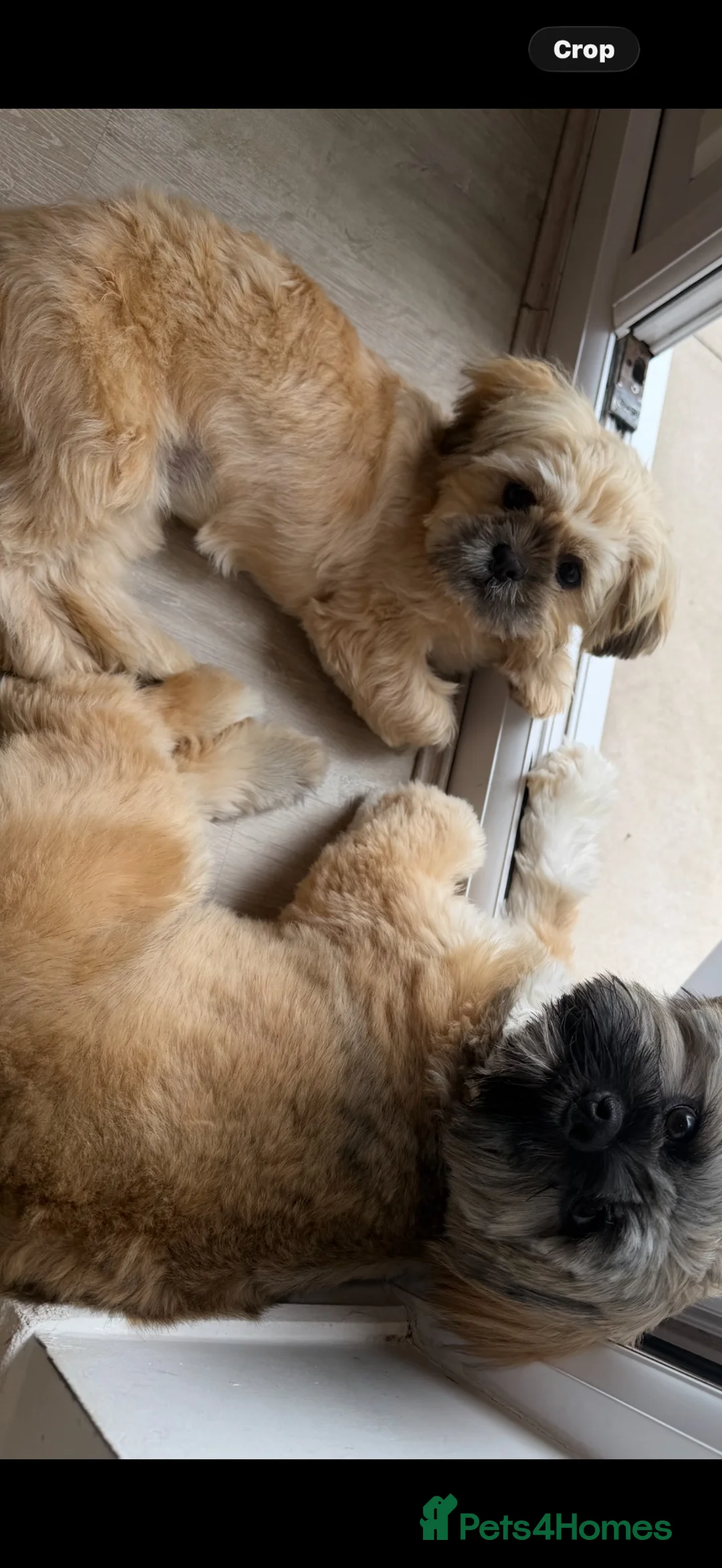 Shih Tzu dogs for sale: Belle - 5 month girl Shihtzu  in Prescot - Advert 6