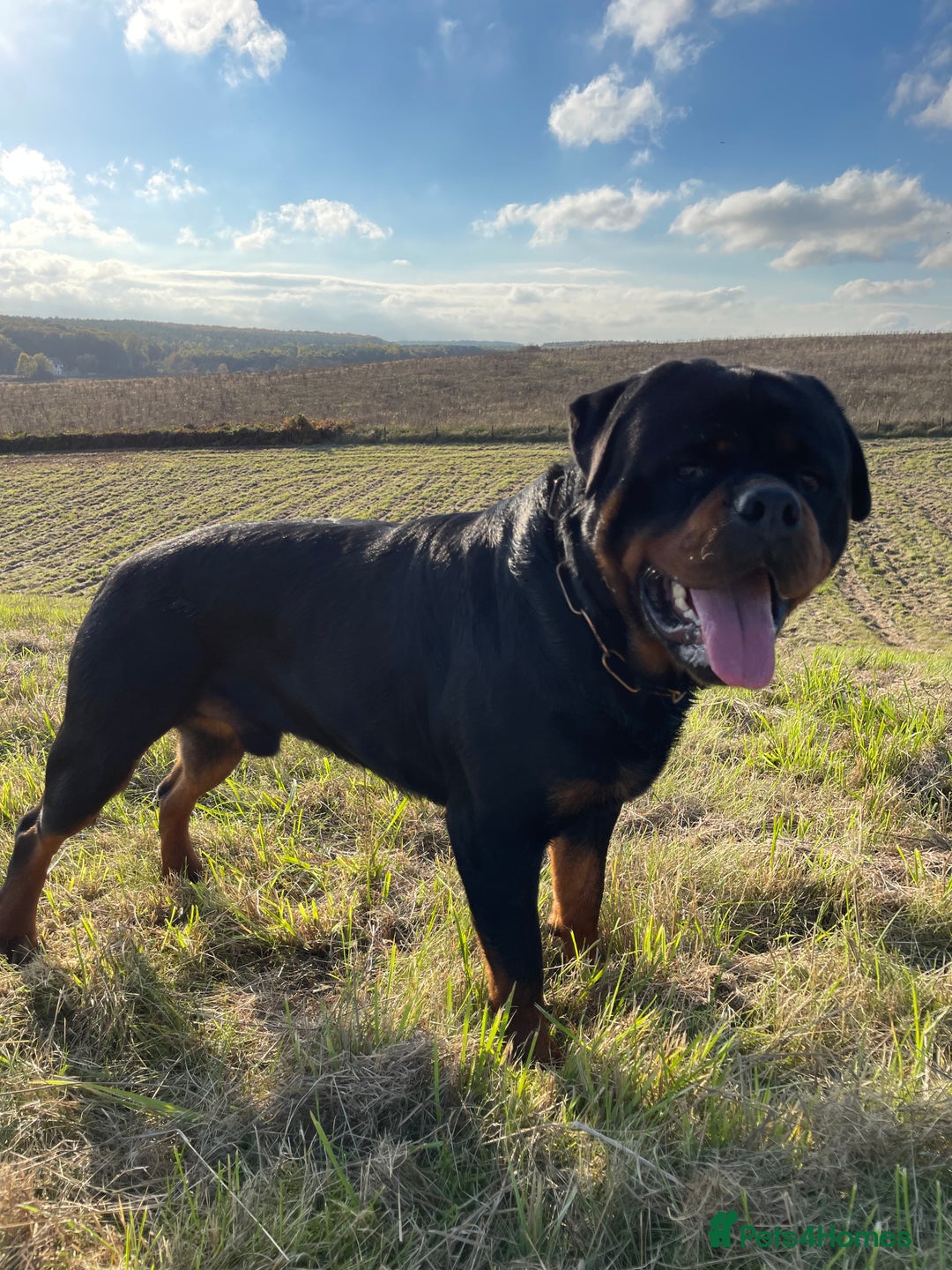 Rottweiler dogs for stud: ABSOLUTELY BEAUTIFUL KC Health Tested *FOR STUD* in Mansfield - Advert 18