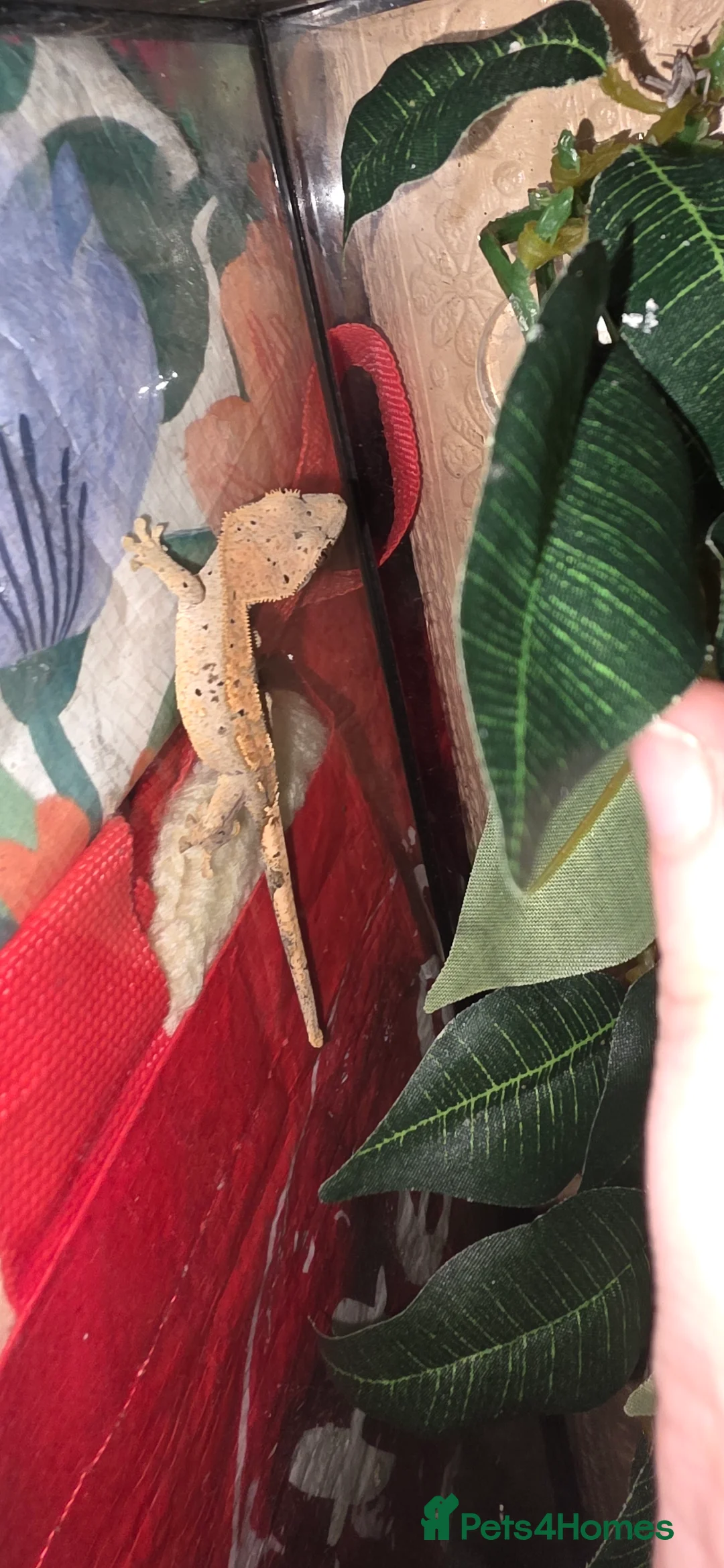 Gecko reptiles for sale: Baby crested gecko - Advert 2