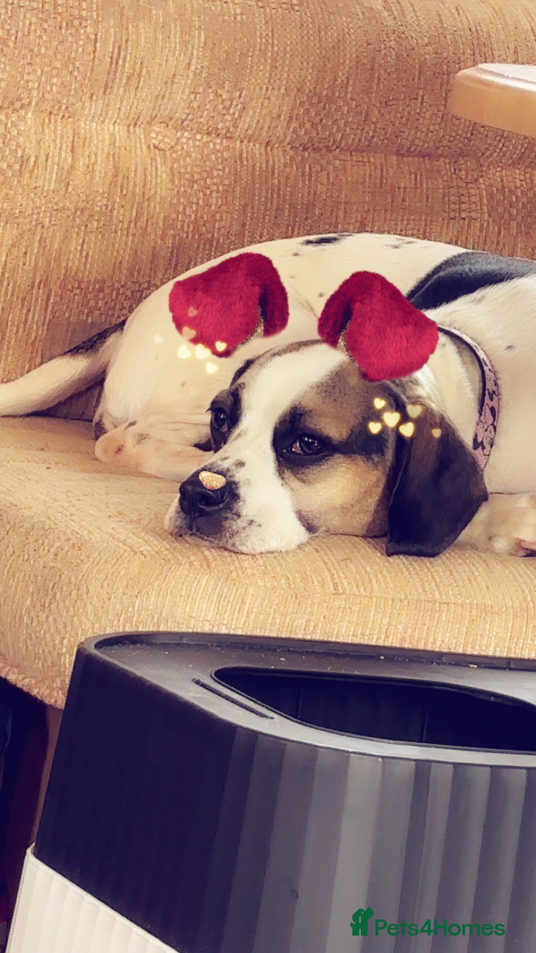Mixed Breed dogs for sale: Princess  - Image 5