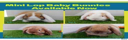 Mini Lop rabbits for sale: Mini Lop Baby Bunnies - Ready now!! - Advert 1