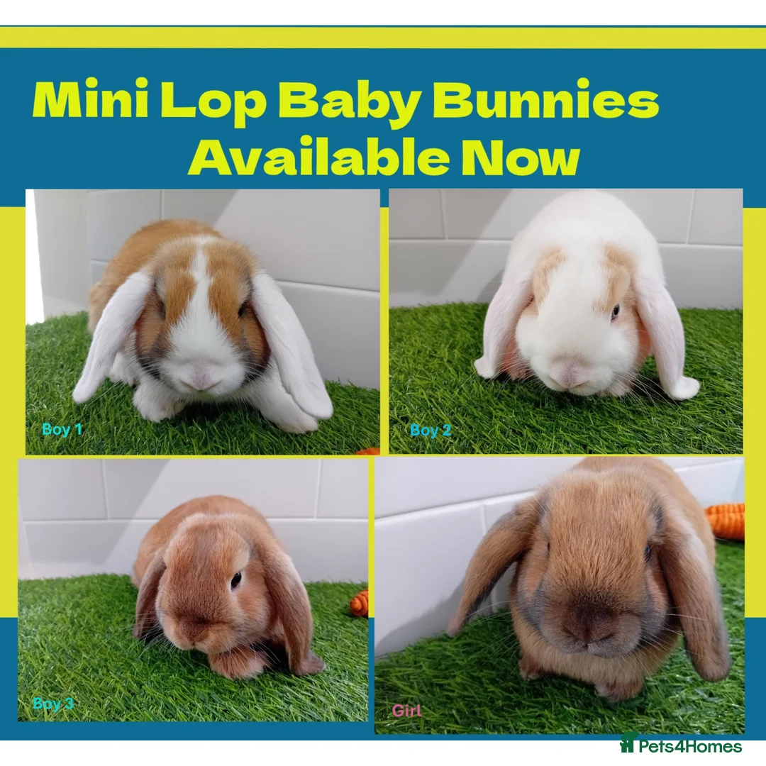 Mini Lop rabbits for sale: Mini Lop Baby Bunnies - Ready now!! - Advert 1