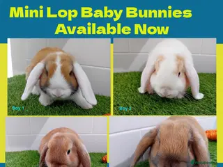 Mini Lop rabbits Mini Lop Baby Bunnies - Ready now!! - Advert 1