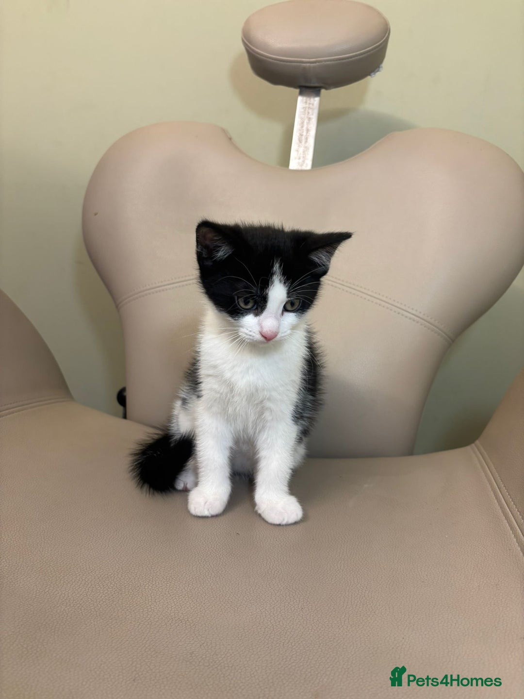 Ragdoll cats for sale: Kittens for Sale - Advert 3