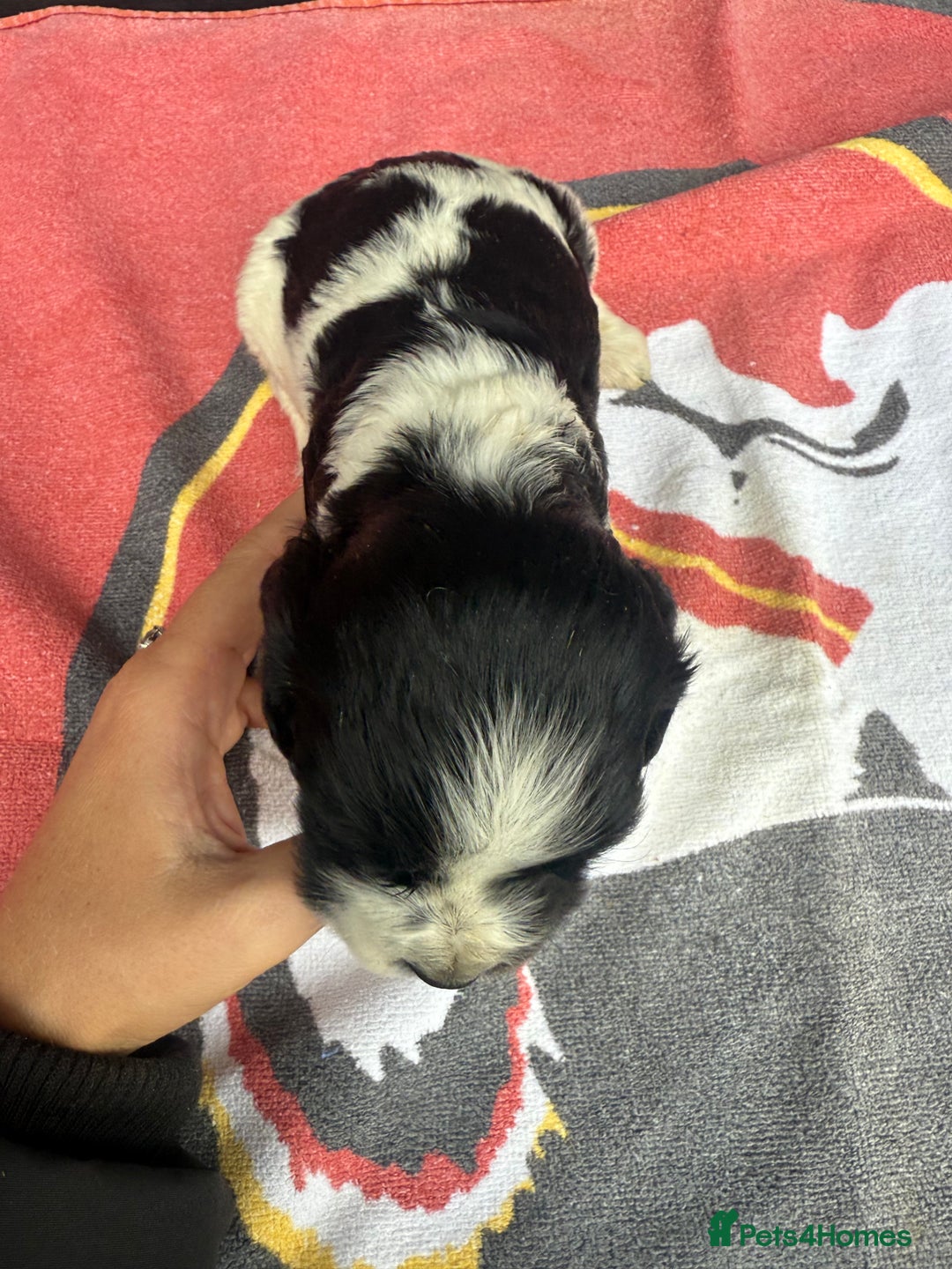 Cocker Spaniel dogs for sale: Cocker puppy 1 bitch left 3 boys  - Image 11