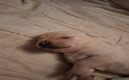 Mixed Breed dogs for sale: Canecorxer cross golden retriever  - Image 10