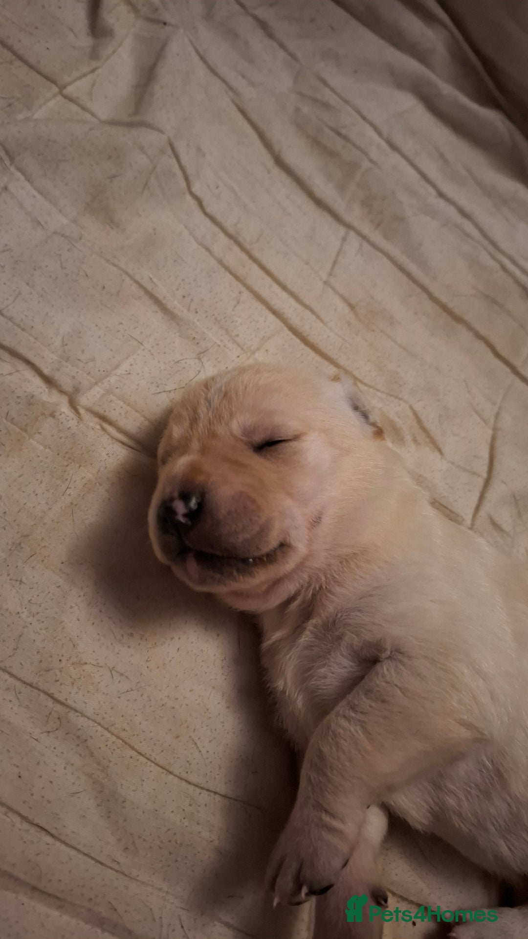 Mixed Breed dogs for sale: Canecorxer cross golden retriever  - Image 10
