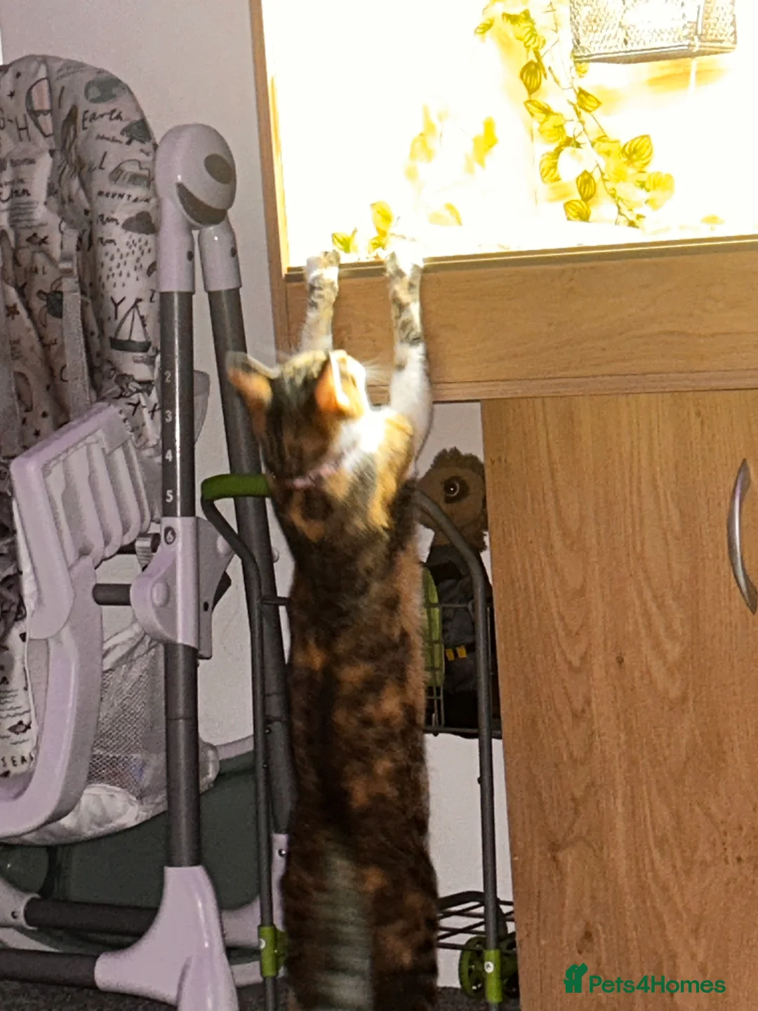 Mixed Breed cats for sale: Minnie for sale  - Advert 2