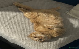 Ragdoll cats for sale: Ragdoll for sale  - Image 5