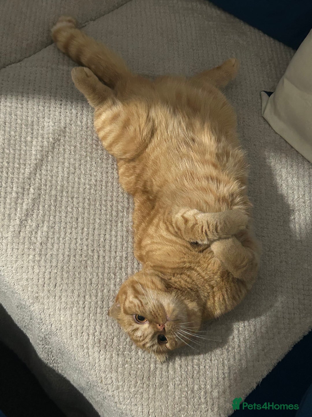 Ragdoll cats for sale: Ragdoll for sale  - Image 5