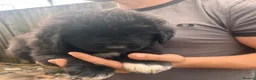 Mixed Breed dogs for sale: READY NOW Black landseer Newfoundland puppies  - Advert 15
