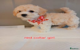 Maltipoo dogs for sale: Stunning maltipoo pups  - Image 7