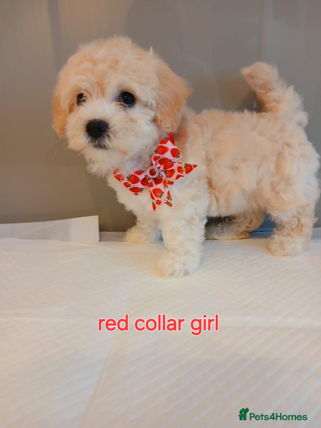 Maltipoo dogs for sale: Stunning maltipoo pups  - Image 7