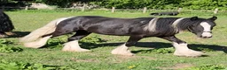 Irish Cob horses for sale: Stunning coloured cob colt - Advert 7