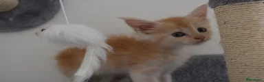 Maine Coon 5