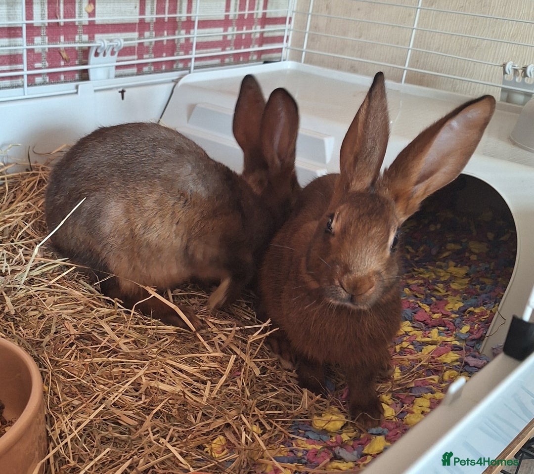 Belgian Hares rabbits for sale: Pure Belgian Hare babies for sale - Advert 3