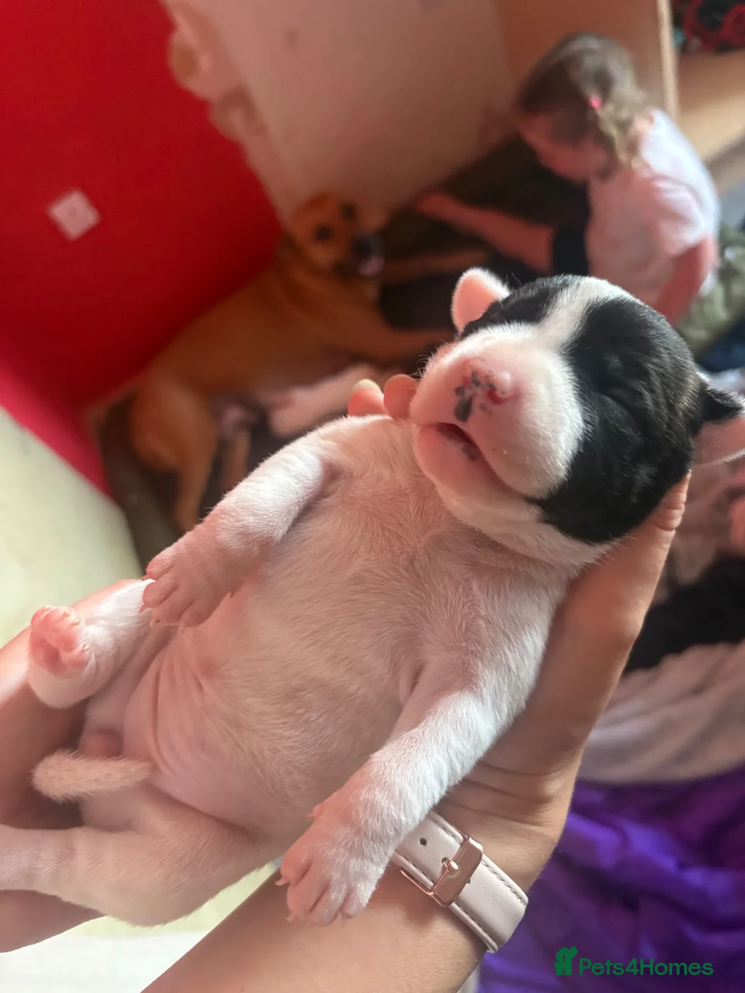 Mixed Breed dogs for sale:  Gorgeous Staffy x Puppies – Ready in 2 Weeks! in Peterborough - Advert 2