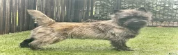 Cairn Terrier dogs for sale: Quality pup off Health Tested Parents avail 02/08 - Advert 11
