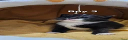 Mixed Breed cats for sale: 🐾❤️Cute tuxedo / tabby mix kittens ❤️🐾 - Advert 7