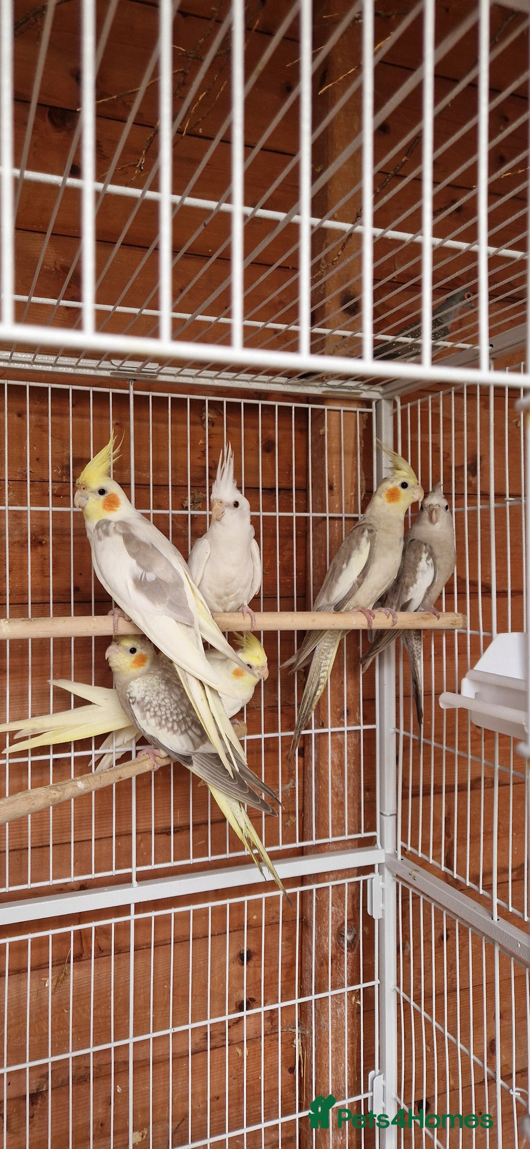 Cockatiels birds for sale: Mixed young cockatiels  - Image 9