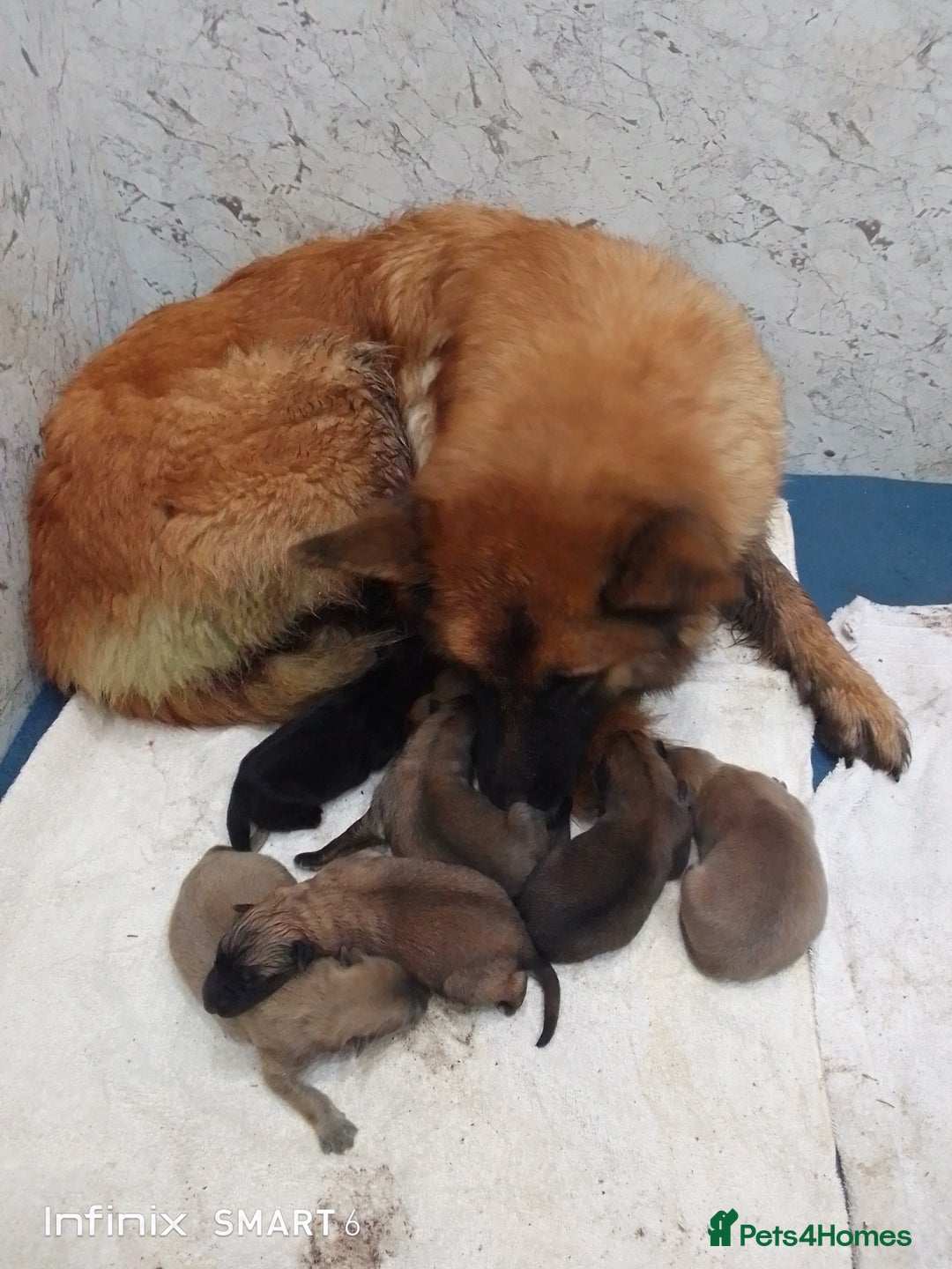 German Shepherd dogs for sale: Mercy's pups - Advert 3