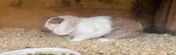 Mini Lop rabbits for sale: Trio of breeding mini lops  - Advert 4