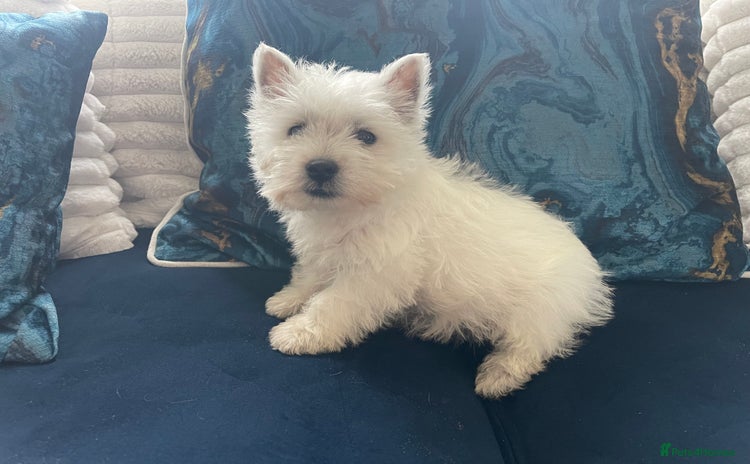 West Highland Terrier dogs - Advert 1